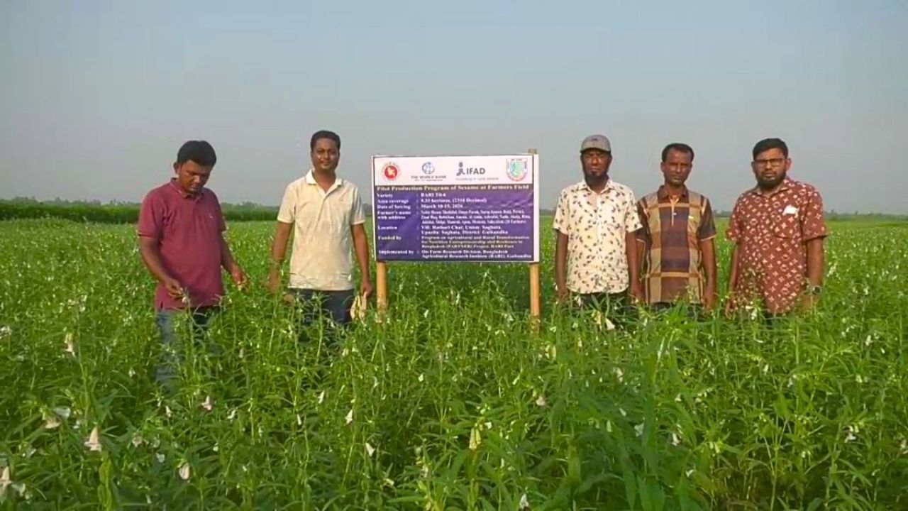 বালুচরে বারি তিল চাষে সফল কৃষকেরা