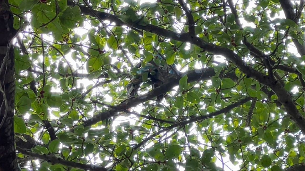 কবরস্থানের বটগাছের মগডালে ৪৭ বছরের ব্যক্তি