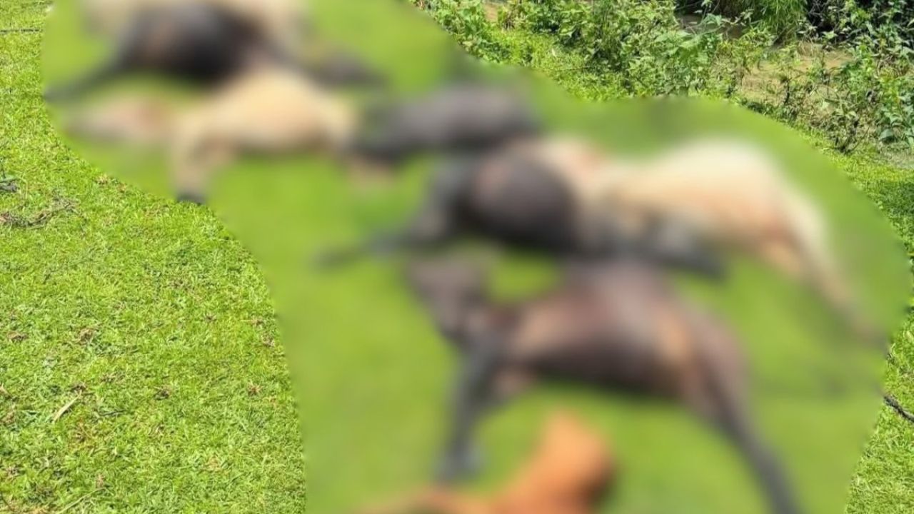 এক বজ্রপাতেই ১৪ গবাদিপশুর মৃত্যু