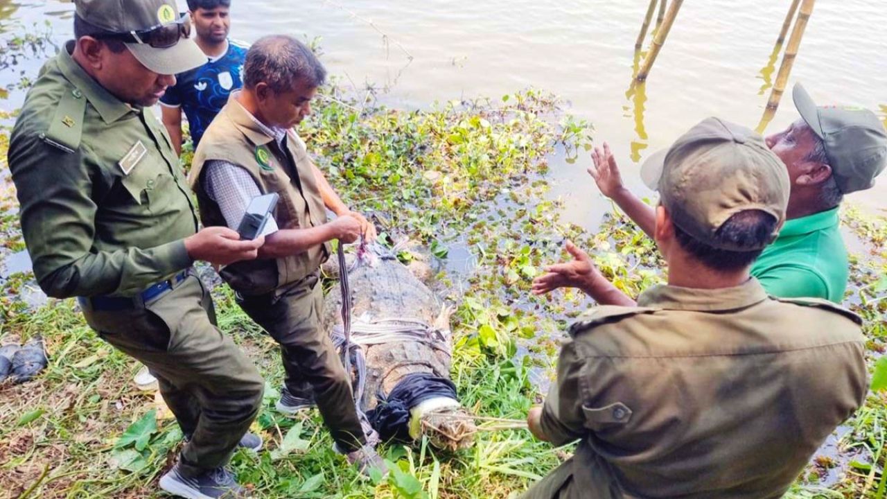 মাজারের কুমির অবিলম্বে ফেরানোর দাবি কর্তৃপক্ষের