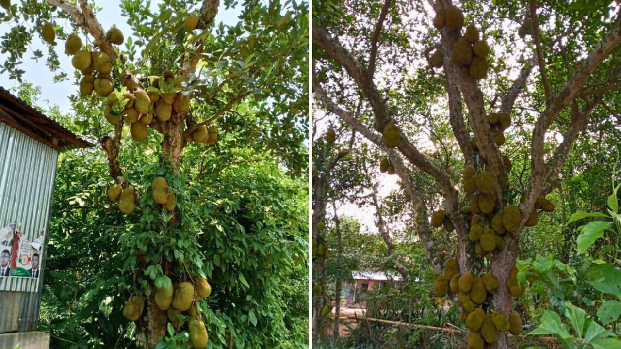 রসালো কাঁঠালের ঘ্রাণে ম ম করছে পলাশ