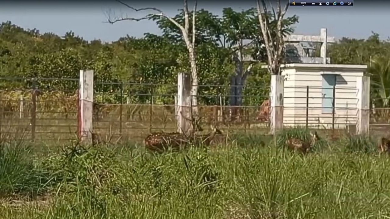 গরমে হিটস্ট্রোকে হরিণশাবকের মৃত্যু