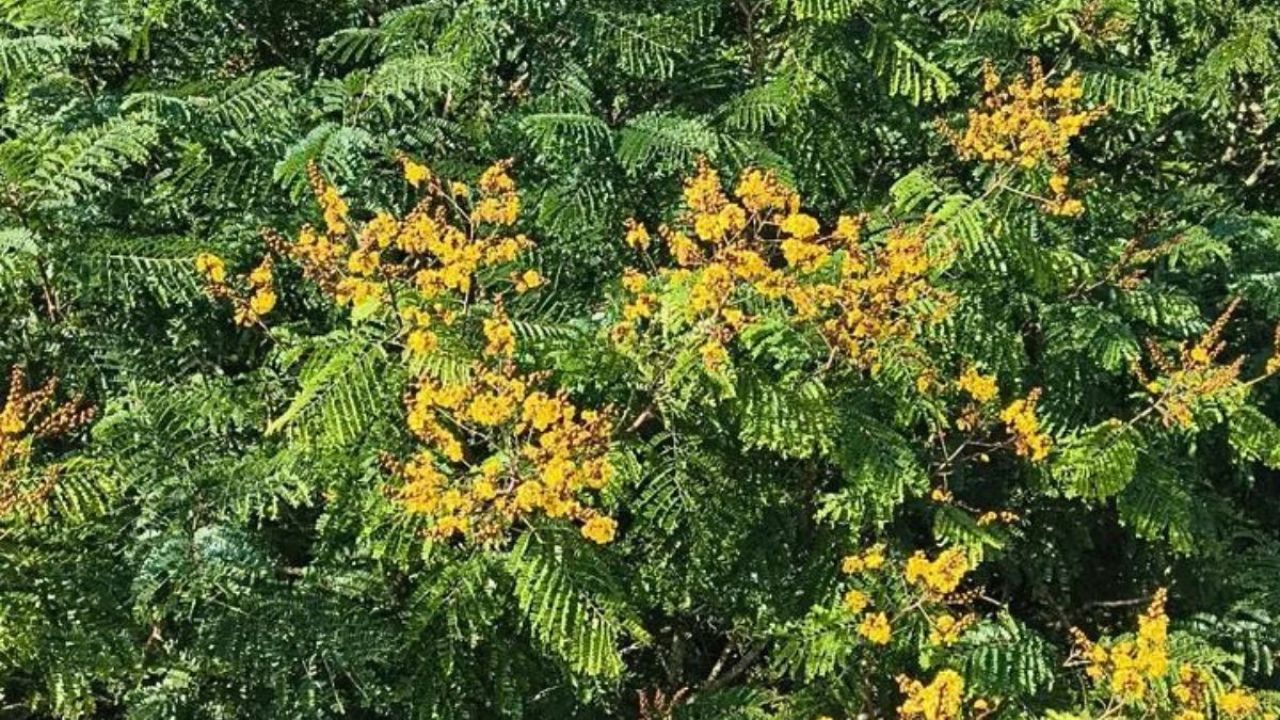 হলদে কনকচূড়ার আভায় সেজেছে মধুপুর শালবন