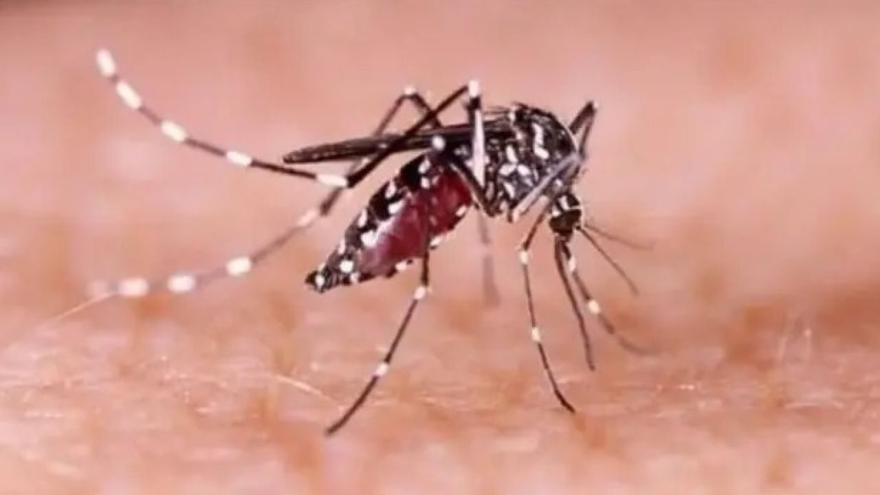 এবার ডেঙ্গুতে আক্রান্ত রোগীর রক্তক্ষরণেরও শঙ্কা রয়েছে: স্বাস্থ্যমন্ত্রী