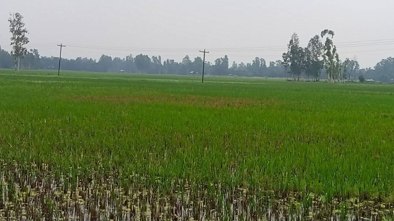 জলাবদ্ধতায় ৫০০ হেক্টর জমিতে আমন চাষ অনিশ্চিত