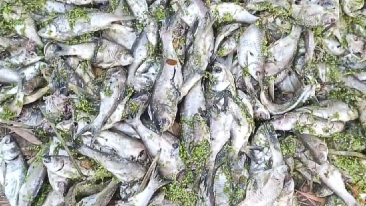 পলাশে দুর্বৃত্তদের বিষে ৫ লাখ টাকার মাছ নিধন