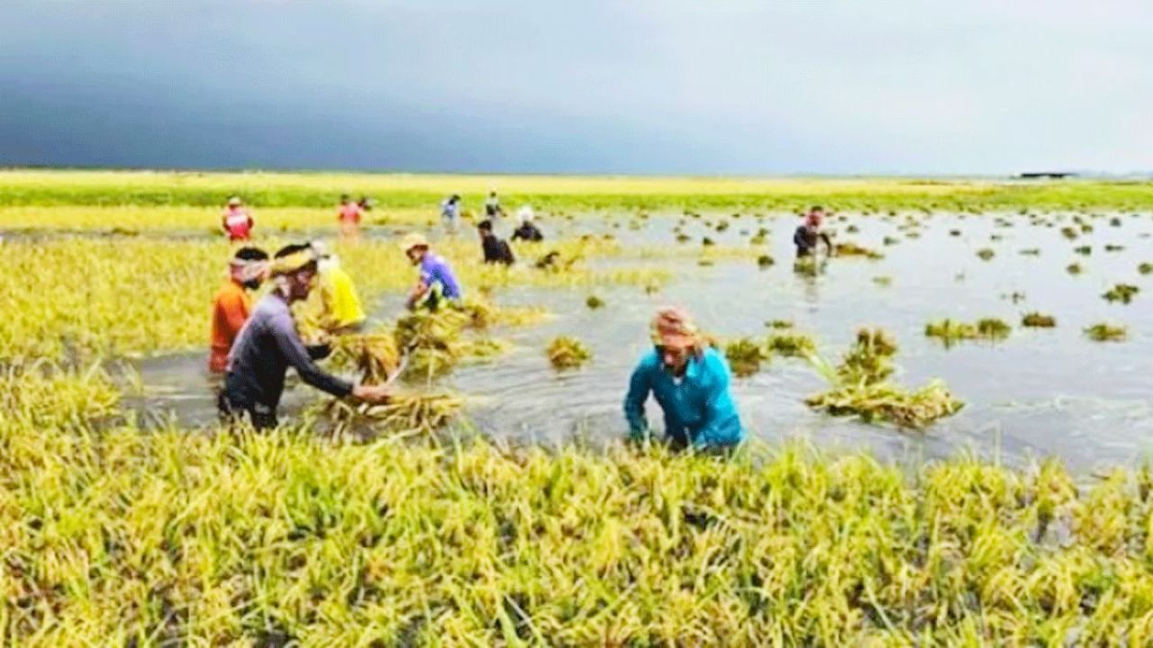 সুনামগঞ্জে ক্ষতিগ্রস্ত কৃষকের তালিকায় স্বজনপ্রীতির অভিযোগ, ক্ষুব্ধ কৃষকরা