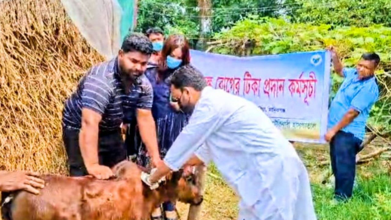 সাটুরিয়ায় জলাতঙ্ক রুখতে গবাদিপশুকে জরুরি টিকা
