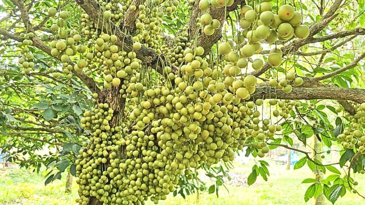 খরা ও অতিবৃষ্টিতে লটকনের ফলন বিপর্যয়
