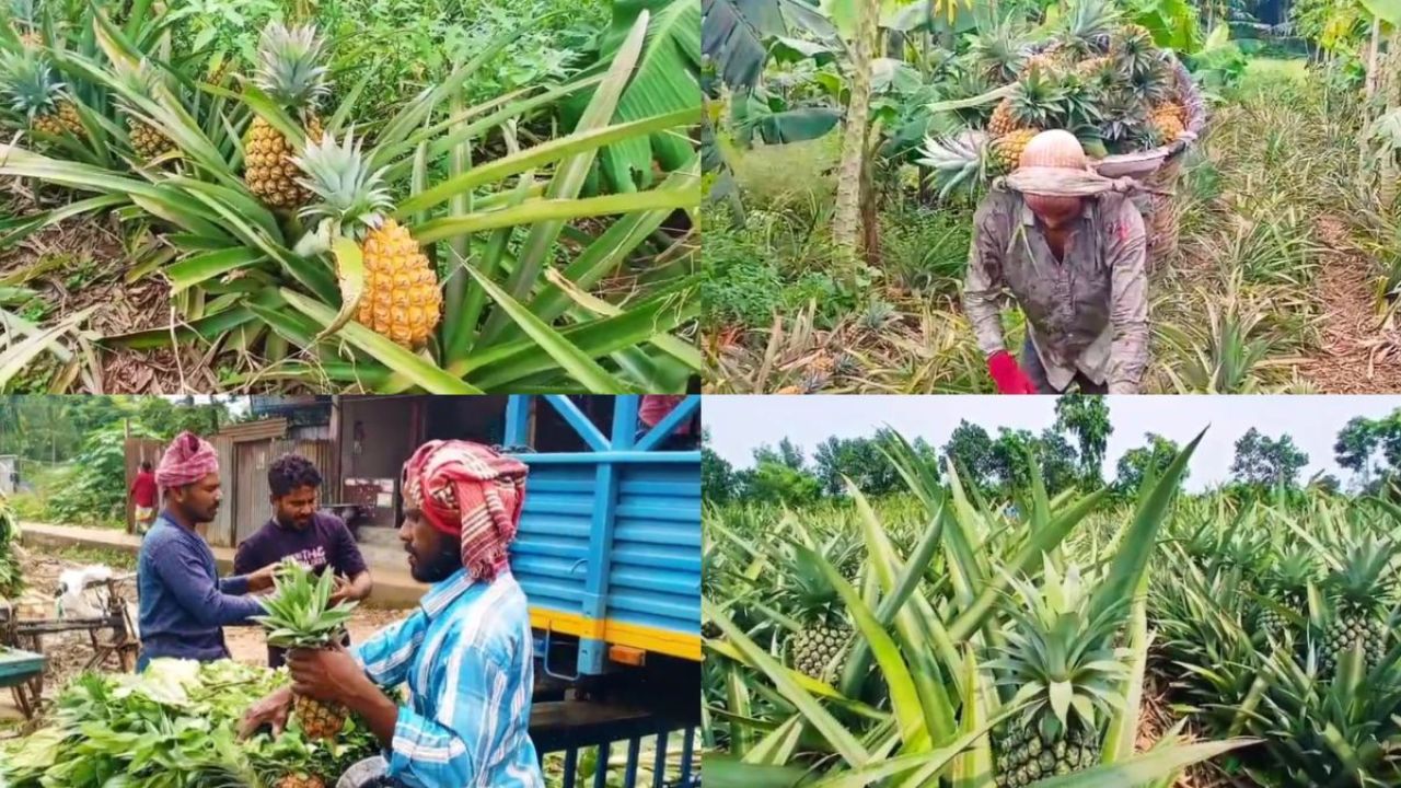 অল্প সময়ে ফলনে জলঢুগি আনারসে সাফল্য