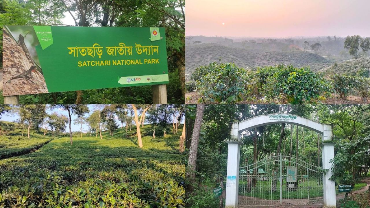 সবুজের মায়ায় ঘেরা সাতছড়ি জাতীয় উদ্যান