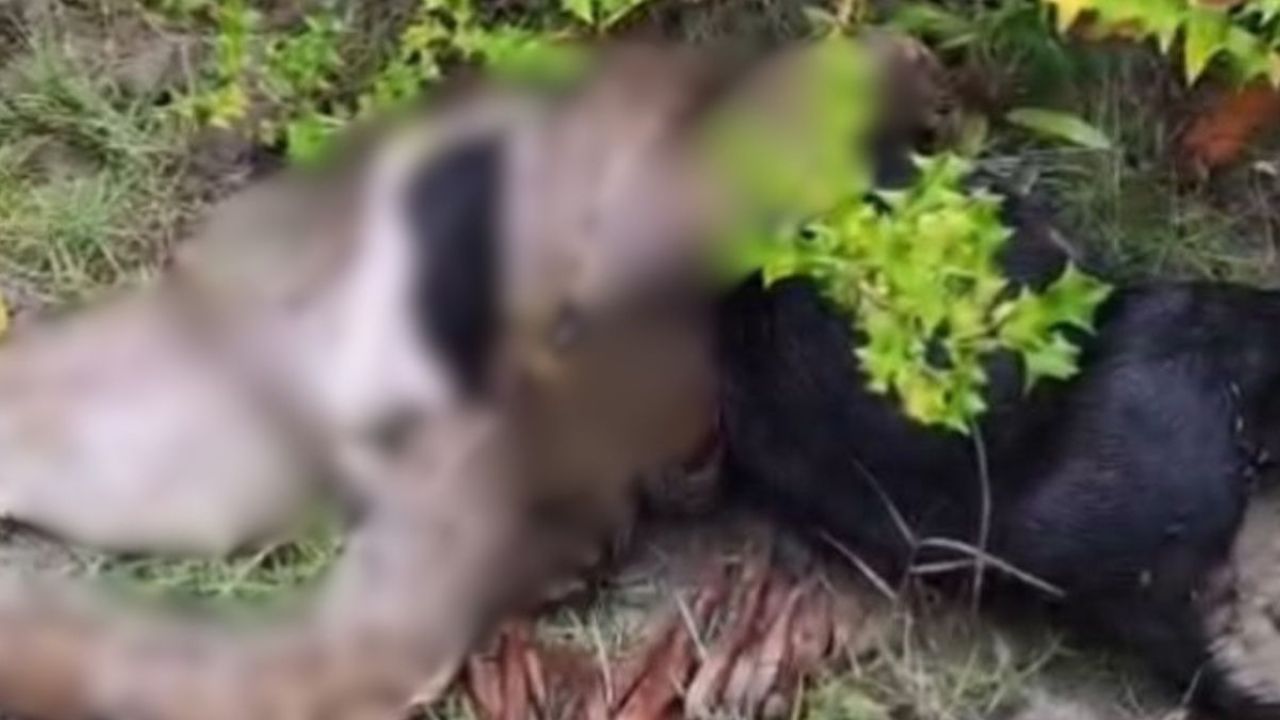 সুন্দরবনের অজগর এখন লোকালয়ের আতঙ্ক
