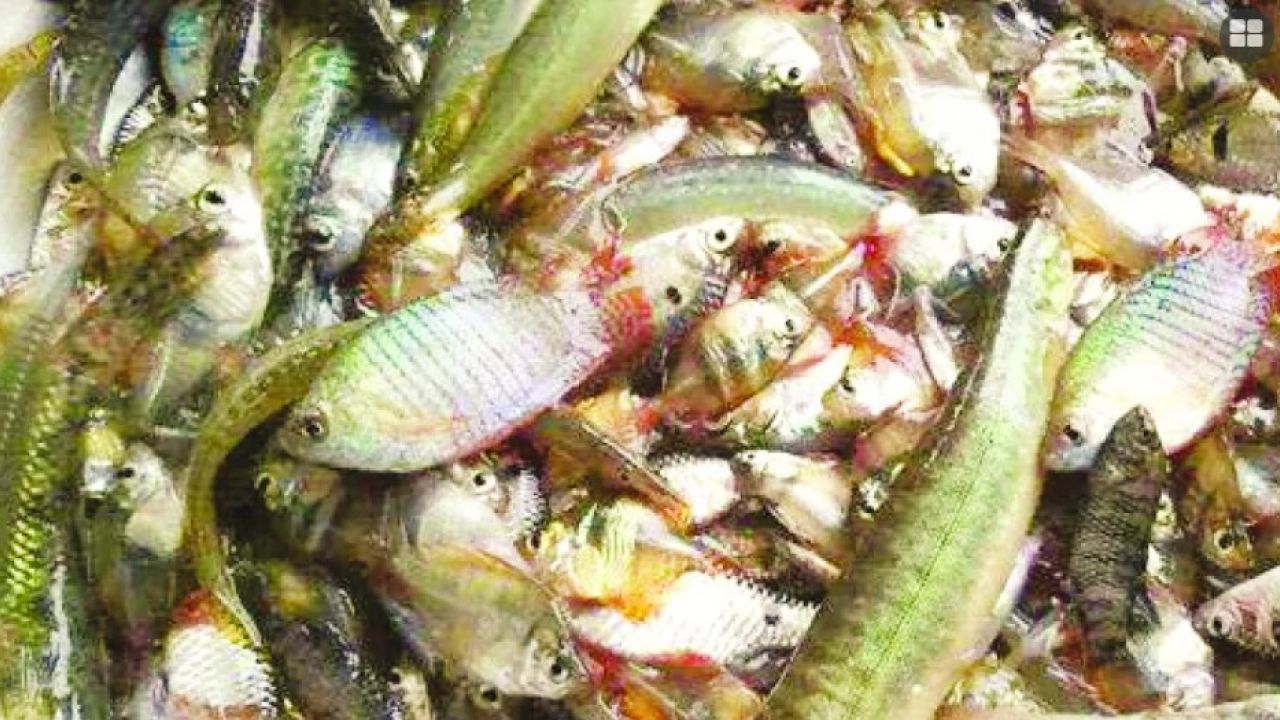 চাষের মাছ মরছে, অ্যান্টিবায়োটিকের ঝুঁকি বাড়ছে