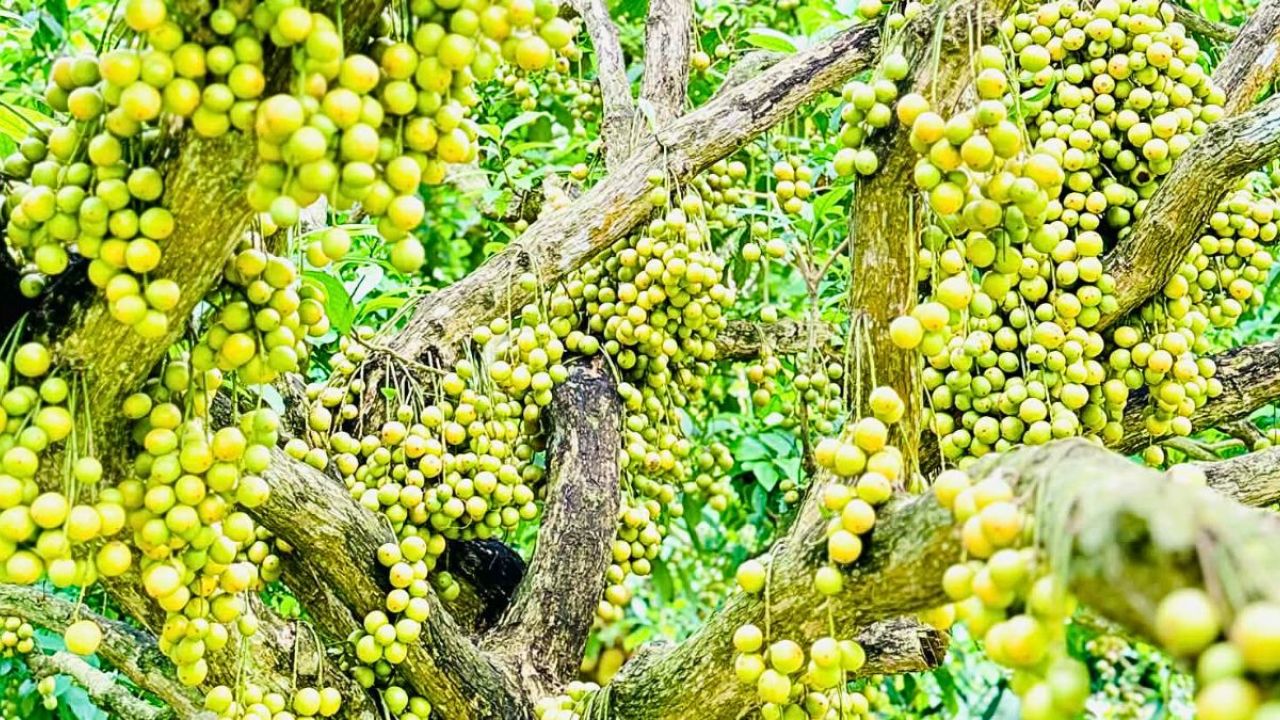 পলাশে লটকন চাষে আগ্রহ বাড়লেও খরায় এবারো ফলন কম