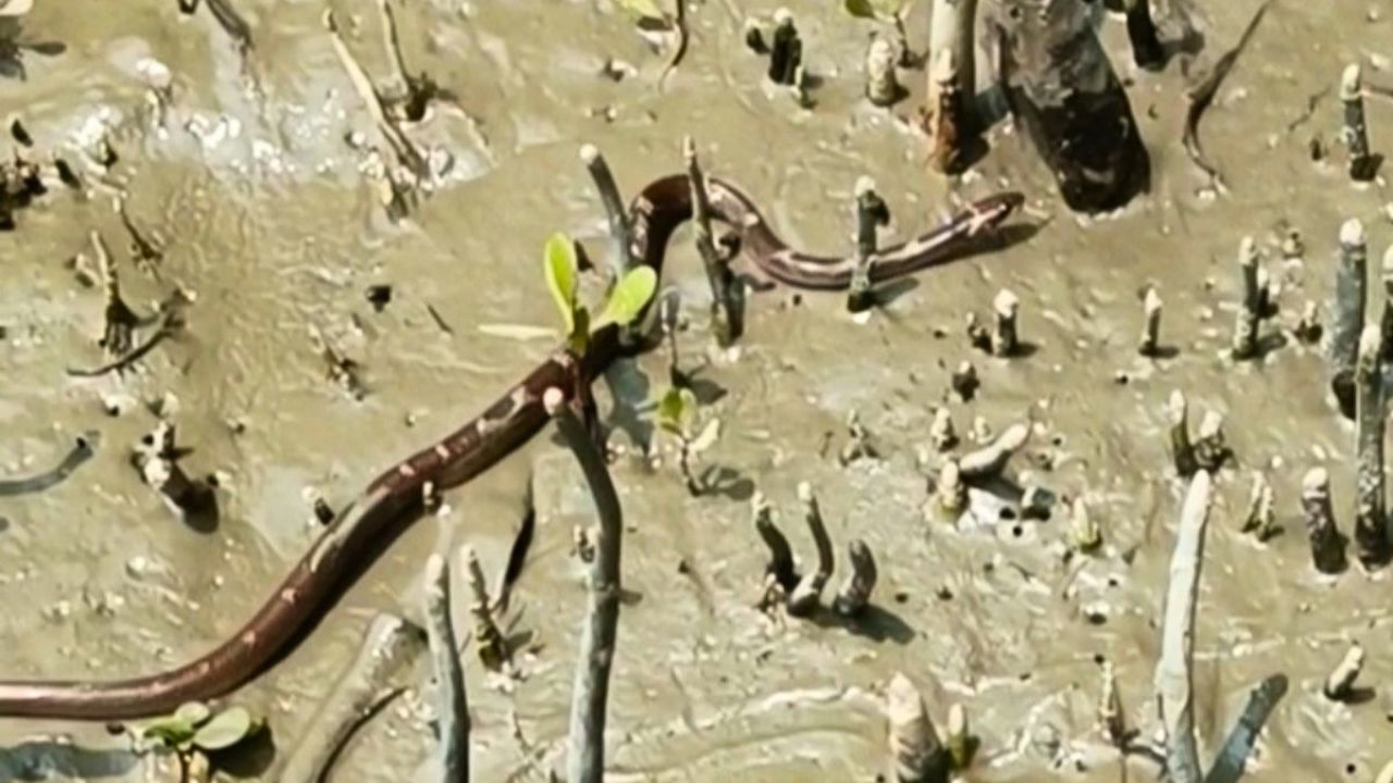 শরণখোলায় ইউএনওর বাসভবন থেকে সাপ উদ্ধার