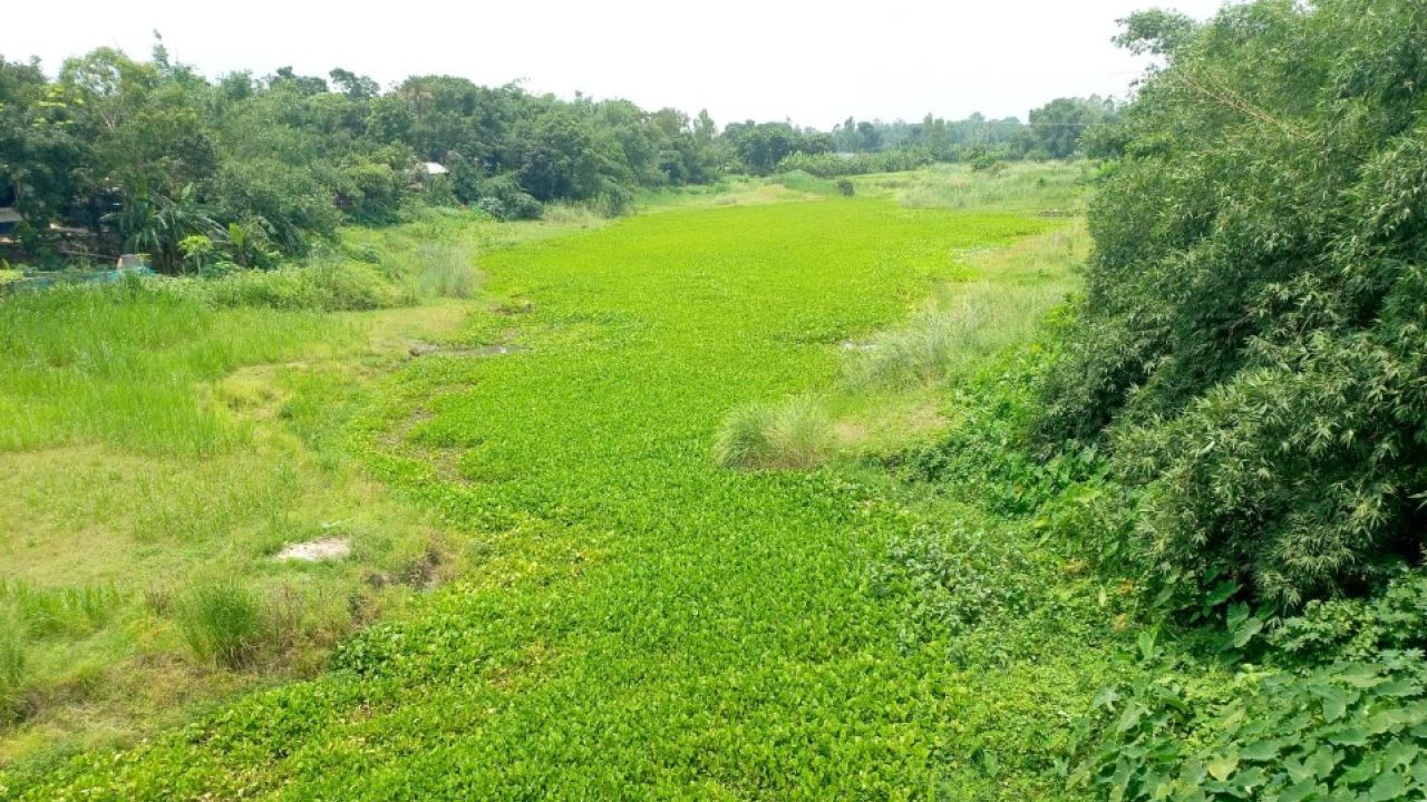 খননে খেয়ালিপনায় নদী এখন কচুরিপানার, বন্ধ নৌপথ