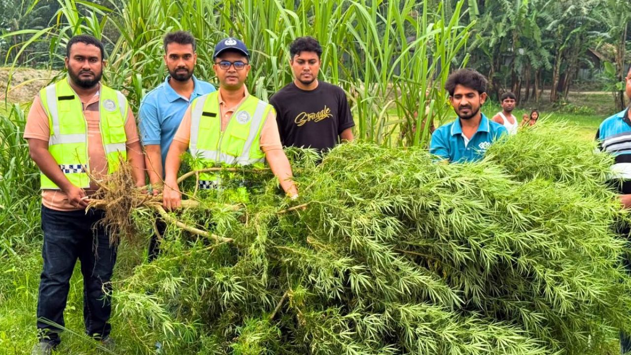 কুড়িগ্রামে মরিচ ক্ষেতে গাঁজার চাষ