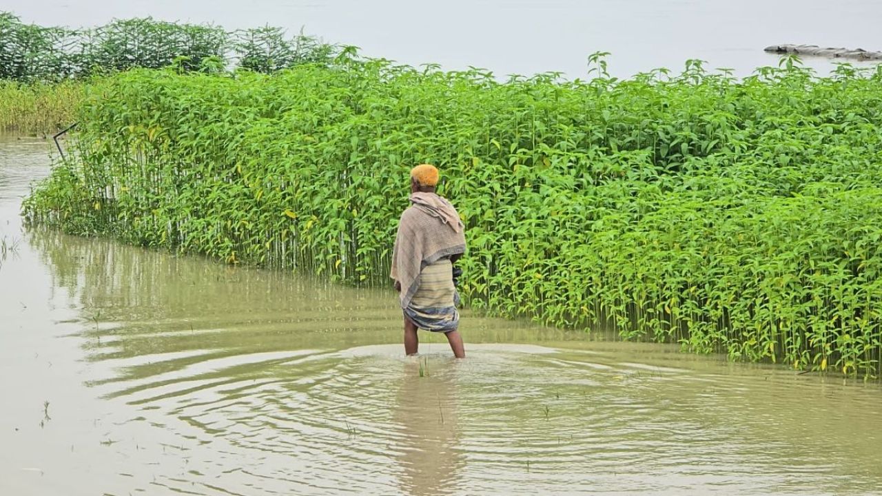 তিস্তার ৪৪ গেট খোলায় তলিয়ে যাচ্ছে চরাঞ্চল