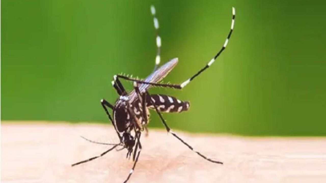 ​ডেঙ্গু মোকাবিলায় চিকিৎসকদের সক্ষমতা বাড়াতে দেশব্যাপী বিশেষ প্রশিক্ষণ শুরু