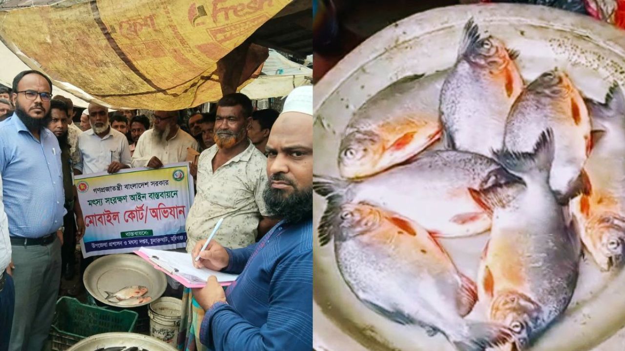 চুনারুঘাটে নিষিদ্ধ পিরানহা মাছ বিক্রেতাকে জরিমানা