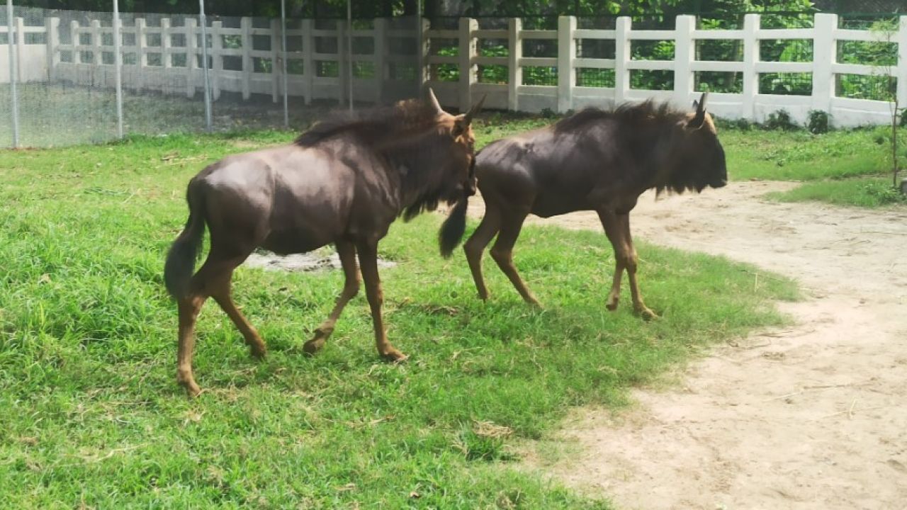 আফ্রিকার বন্যপ্রাণী ঢাকায়, চিড়িয়াখানার নতুন অতিথি