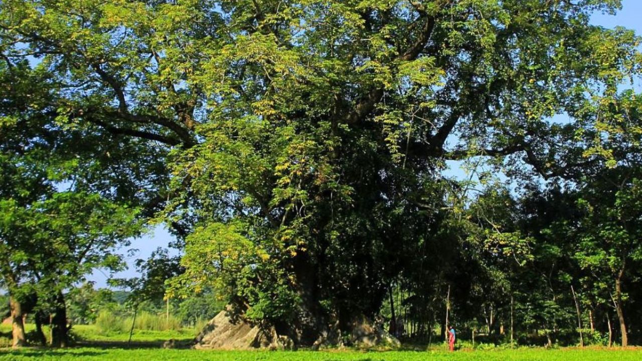 ত্রিশালে কালের সাক্ষী ৫০০ বছরের পুরনো শিমুল গাছ