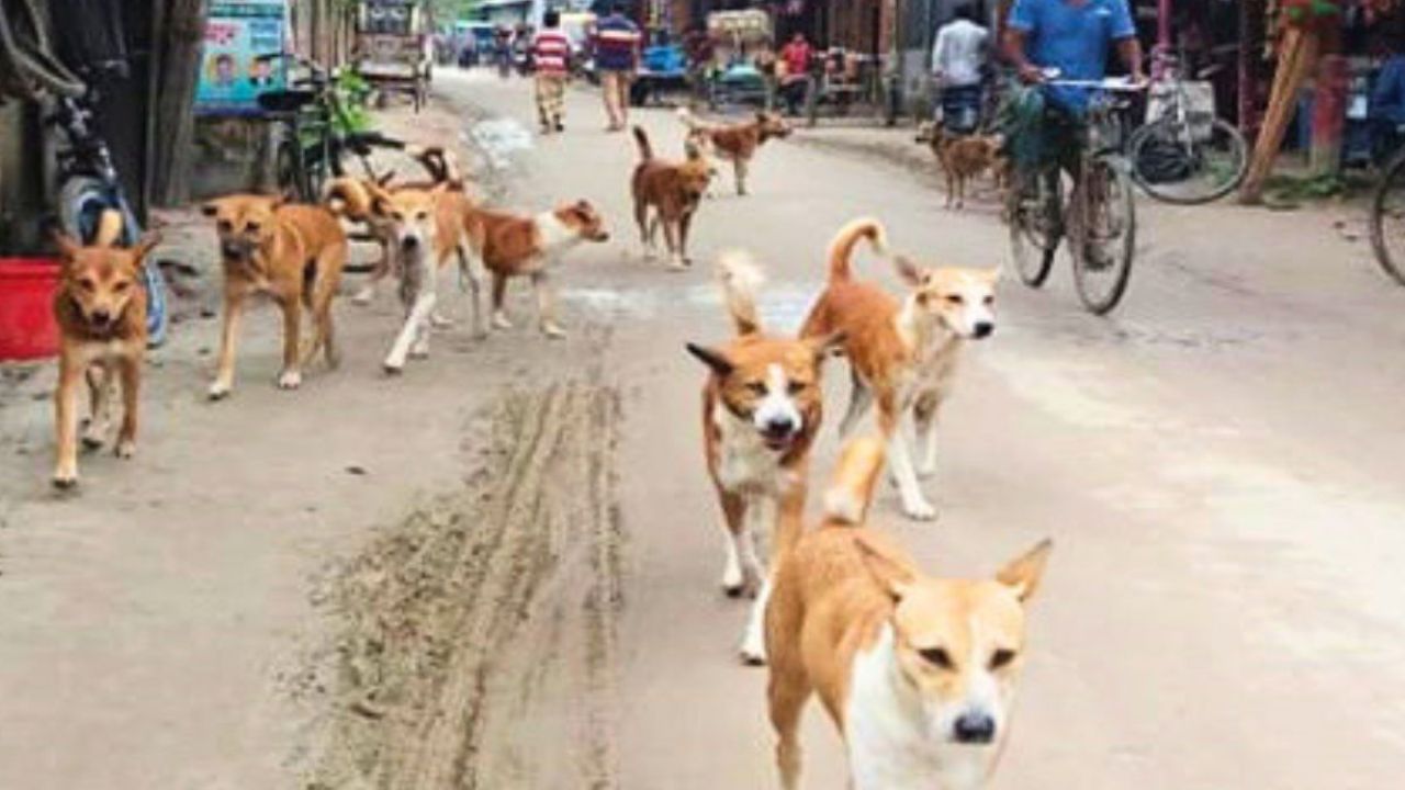 সুন্দরগঞ্জে কুকুরের মরণকামড় থামছে না কেন?