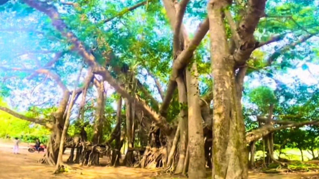 ত্রিশালে দুই শতাব্দীর সাক্ষী বিশালাকার বটগাছ