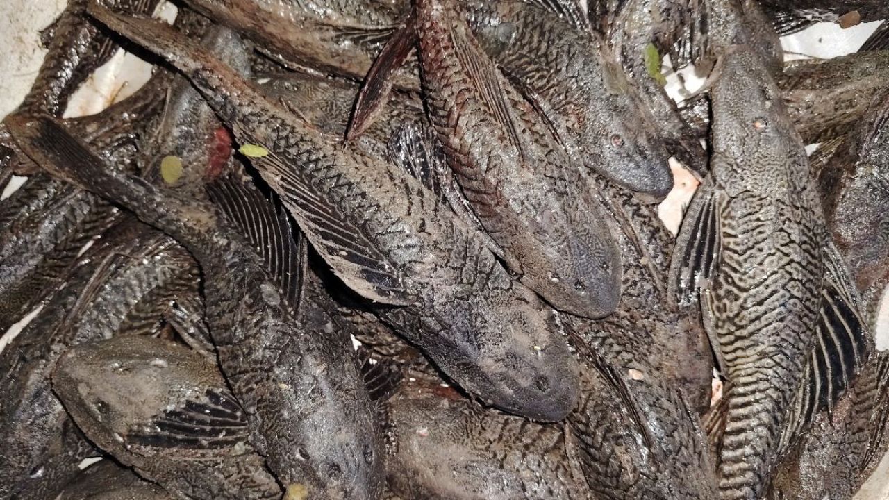 শীতলক্ষ্যায় জাল ফেললেই বিপদ, জেলেদের মাথায় হাত