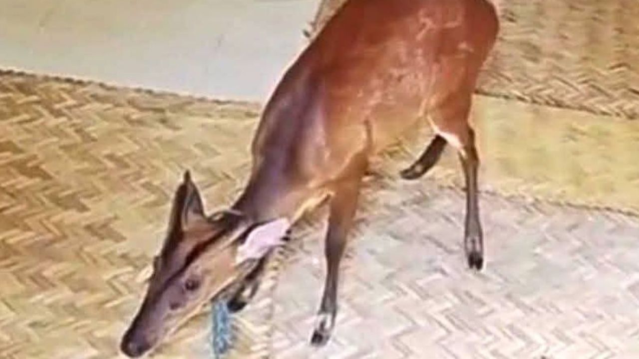 চুনারুঘাটে তালাবদ্ধ ঘর থেকে মায়া হরিণ উদ্ধার