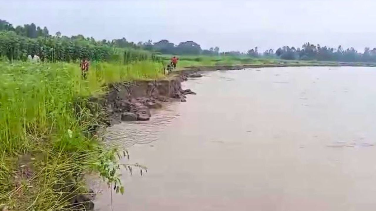 চোখের সামনেই নদীগর্ভে শত শত বিঘা পাট