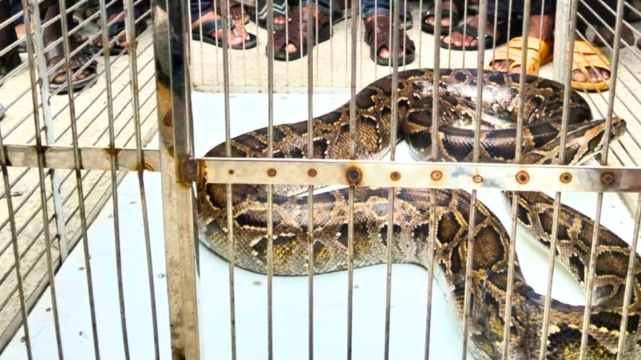 খাবারের সন্ধানে হার্ডওয়্যারের দোকানে বিশাল অজগর