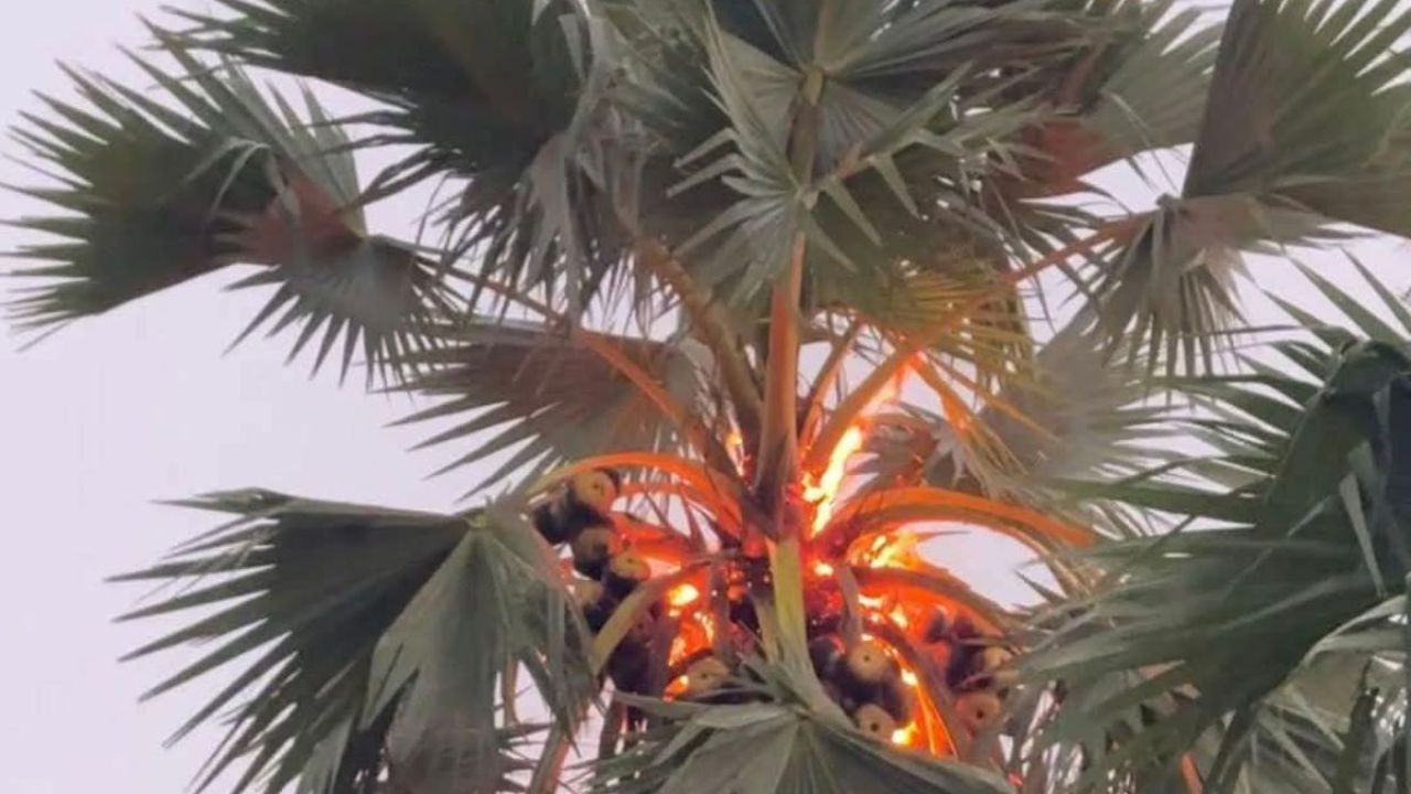 পাথরঘাটায় বজ্রপাতে কৃষকের মৃত্যু, তালগাছে আগুন