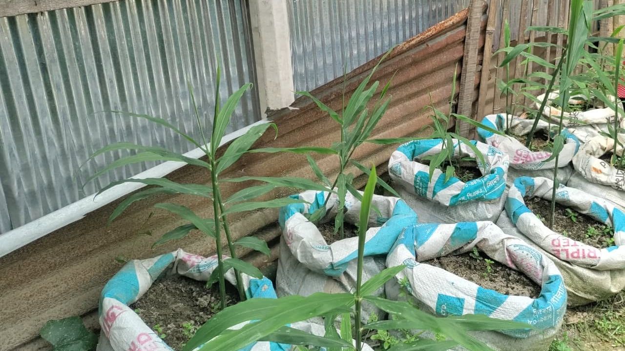 মাচার নিচে আদা চাষে রুজিনার বাজিমাত