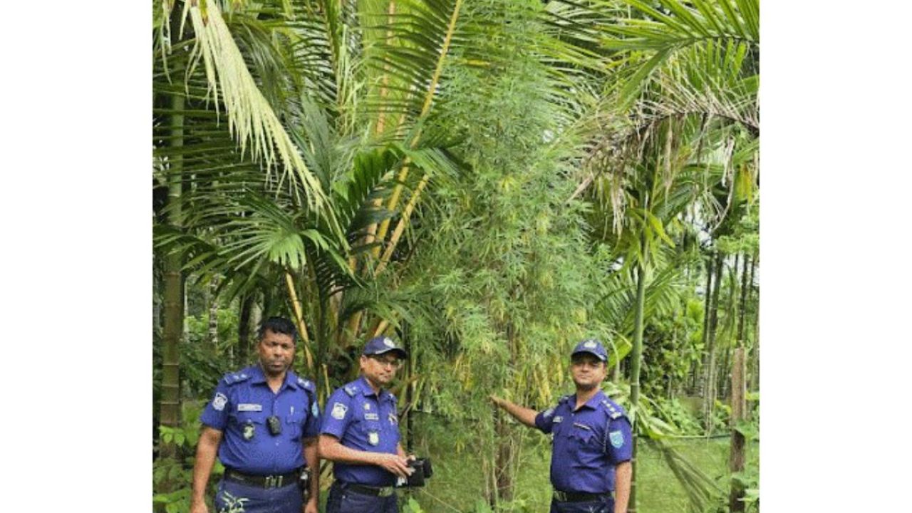 সুপারিবাগানে গাঁজা চাষ