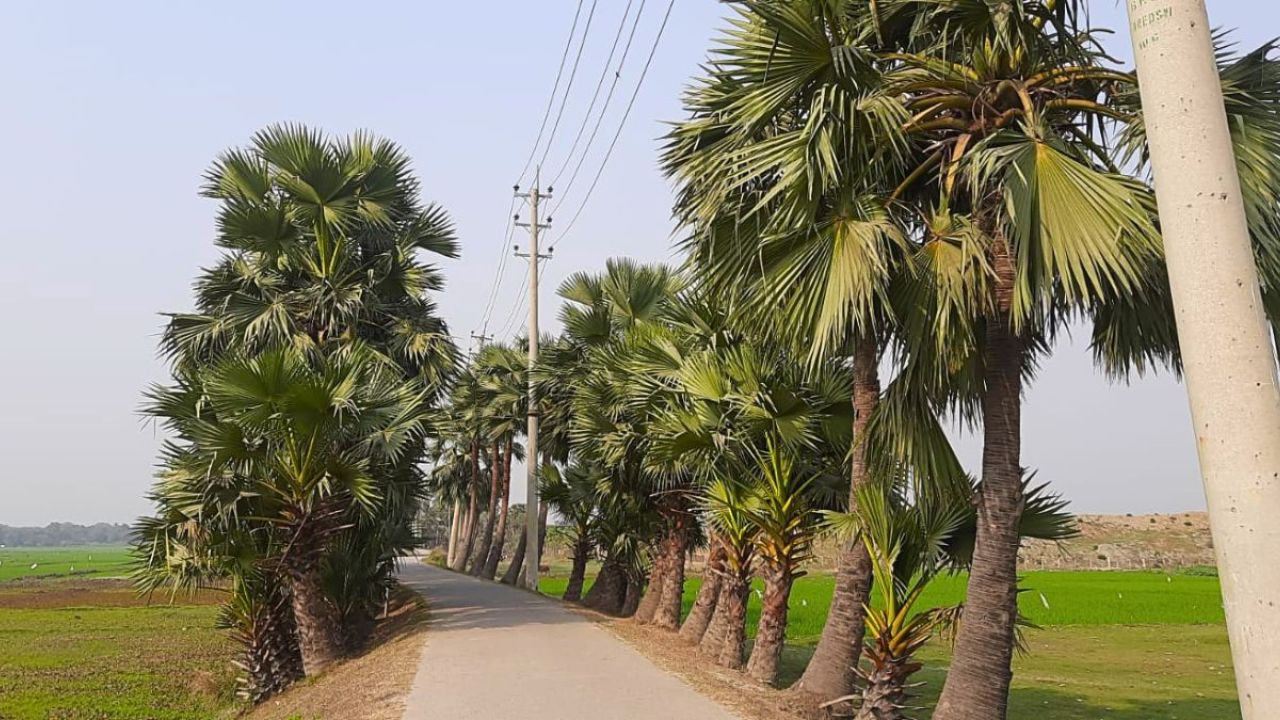 হুমকির মুখে বাবুই পাখির নান্দনিক আবাসন