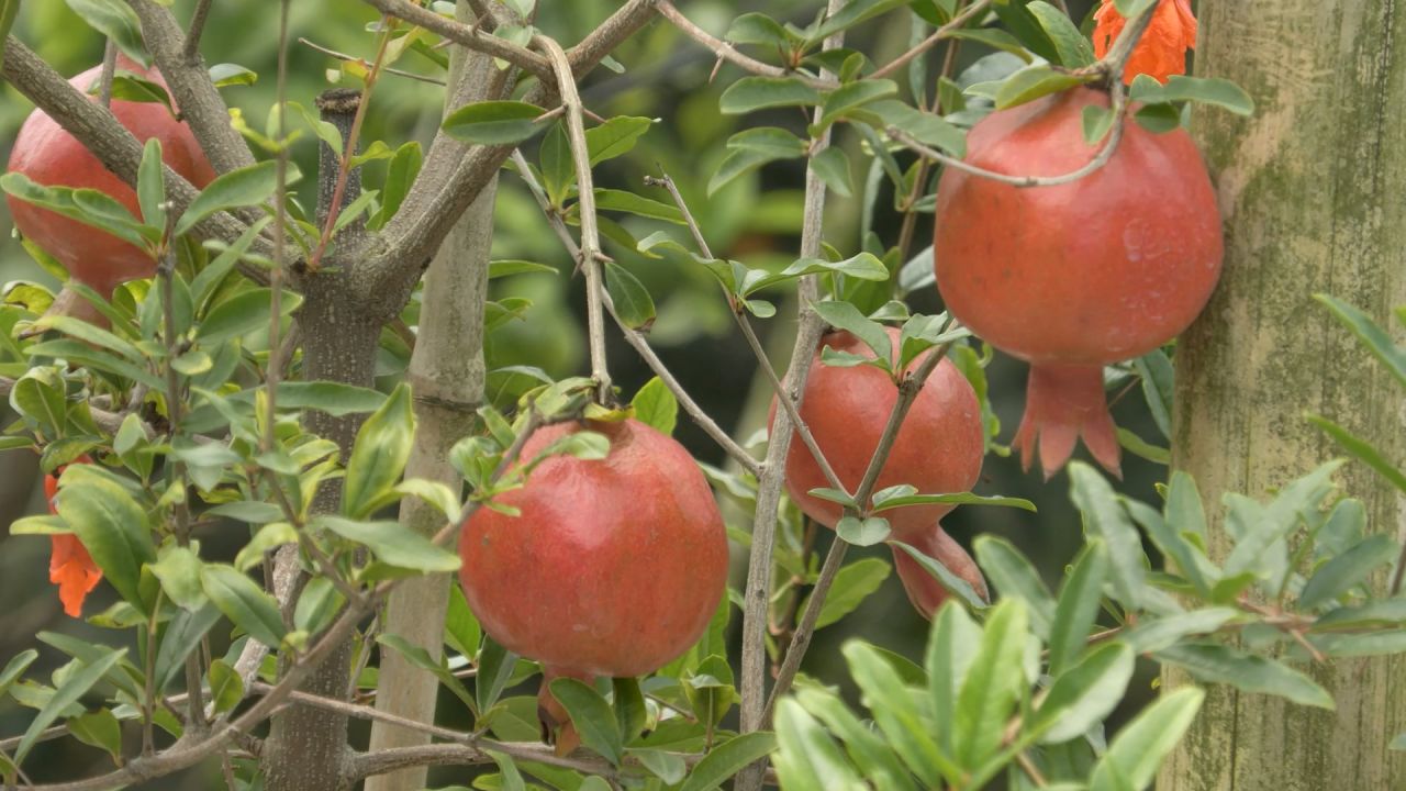 ছাদবাগানে আনার চাষে প্রবাসফেরত যুবকের সাফল্য