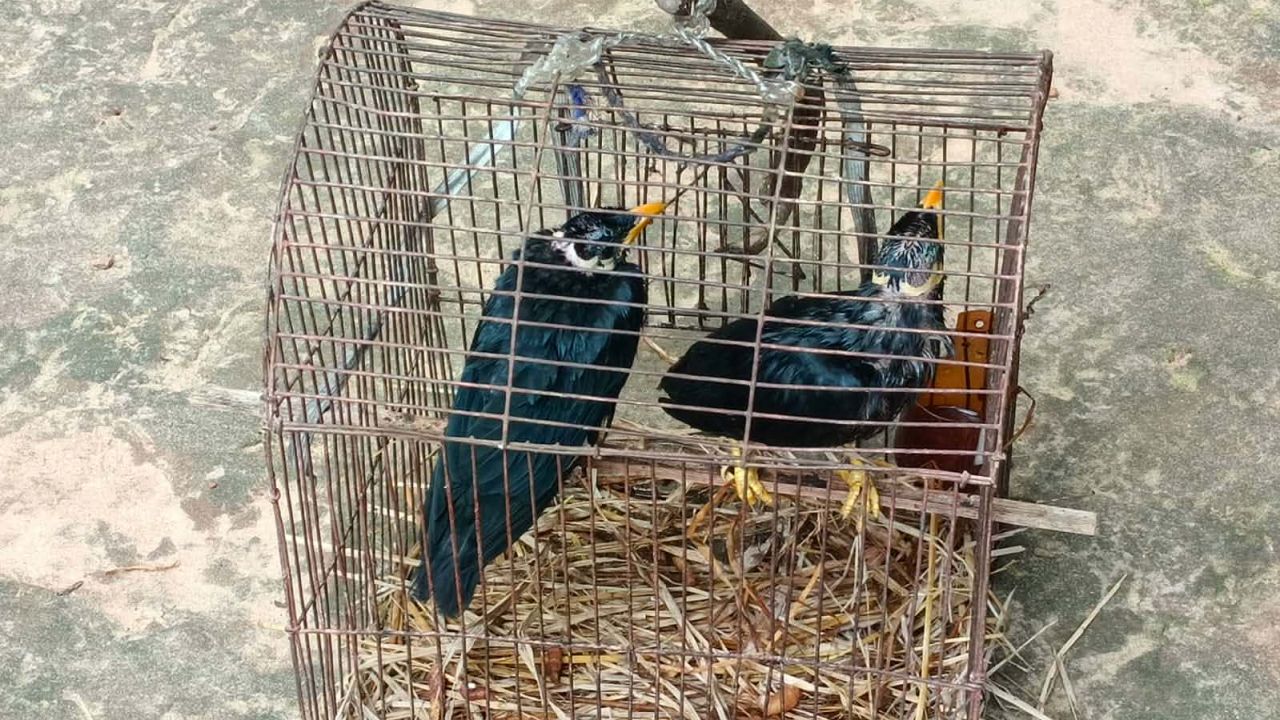 চুনারুঘাটে দুই ময়না পাখি বনে অবমুক্ত