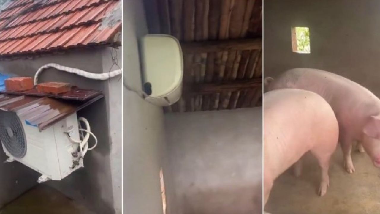 তাপপ্রবাহে জ্বলছে ইউরোপ, চীনের শূকরেরা এসিরুমে!