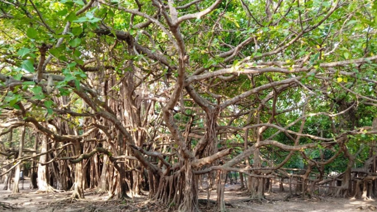 দেবহাটায় শত বছরের ‘বনবিবি বটতলা’, নেই মূল কাণ্ড! 