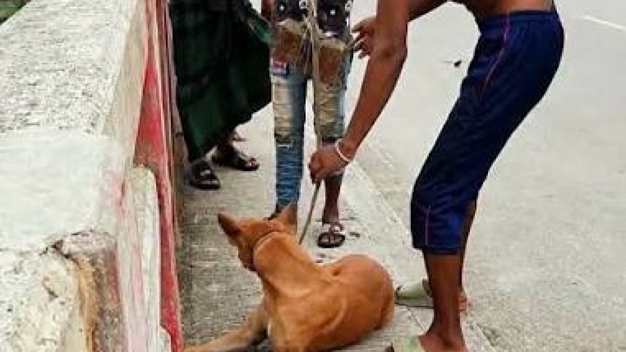 কুকুরের কান্না, মানুষের নীরবতা