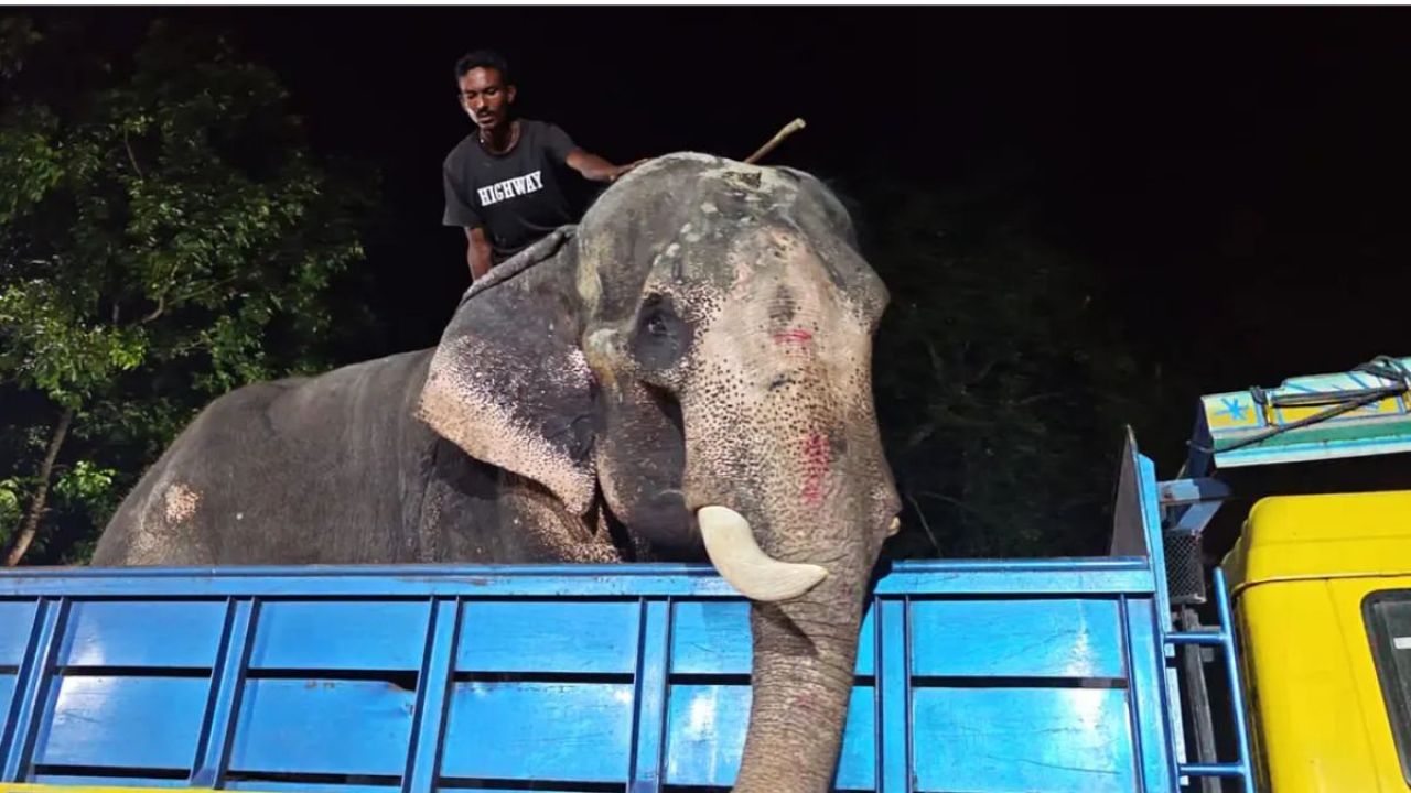অমানবিক পরিবেশ থেকে মুক্তি পেল ‘বাদশা বাহাদুর’