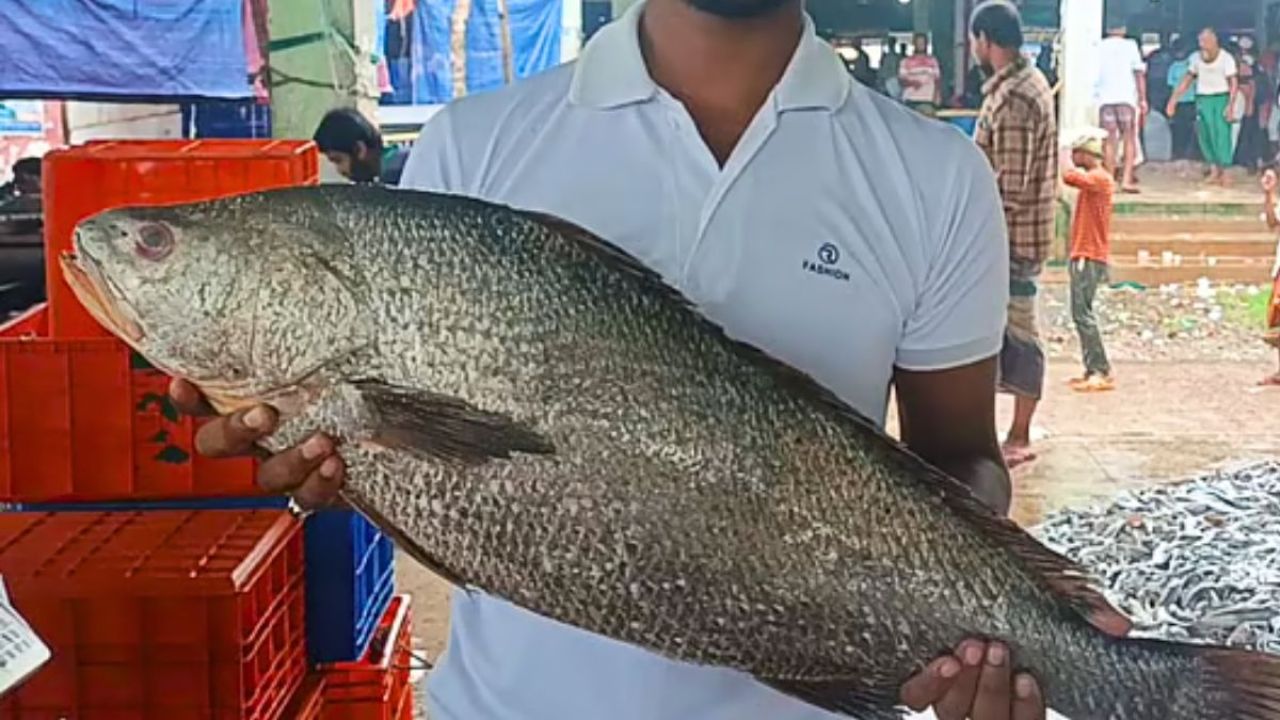 কুয়াকাটার আলীপুর মৎস্য বন্দরে ধরা পড়ল বিরল কালো পোয়া