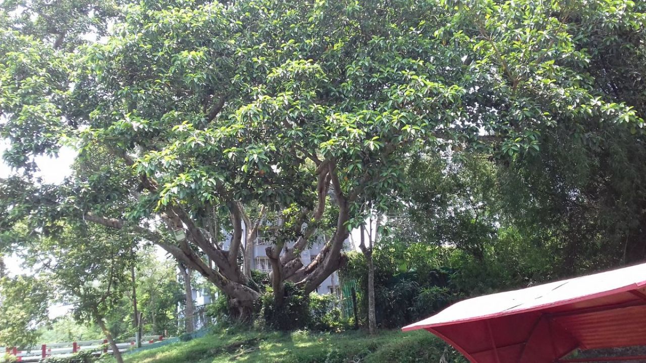 সাধুবাবার বটগাছ: মুক্তিযুদ্ধের ইতিহাসের এক নীরব সাক্ষী 