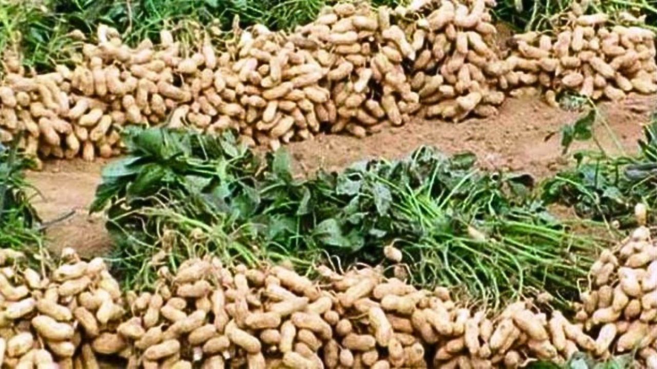 বালুময় জমিতে বাদাম চাষে নতুন সম্ভাবনা