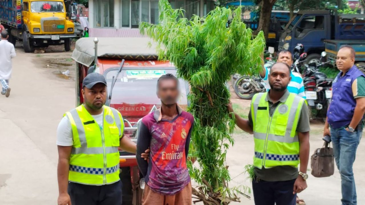 ঝিনাইদহে বেগুনখেতে গাঁজা চাষ, যুবক আটক