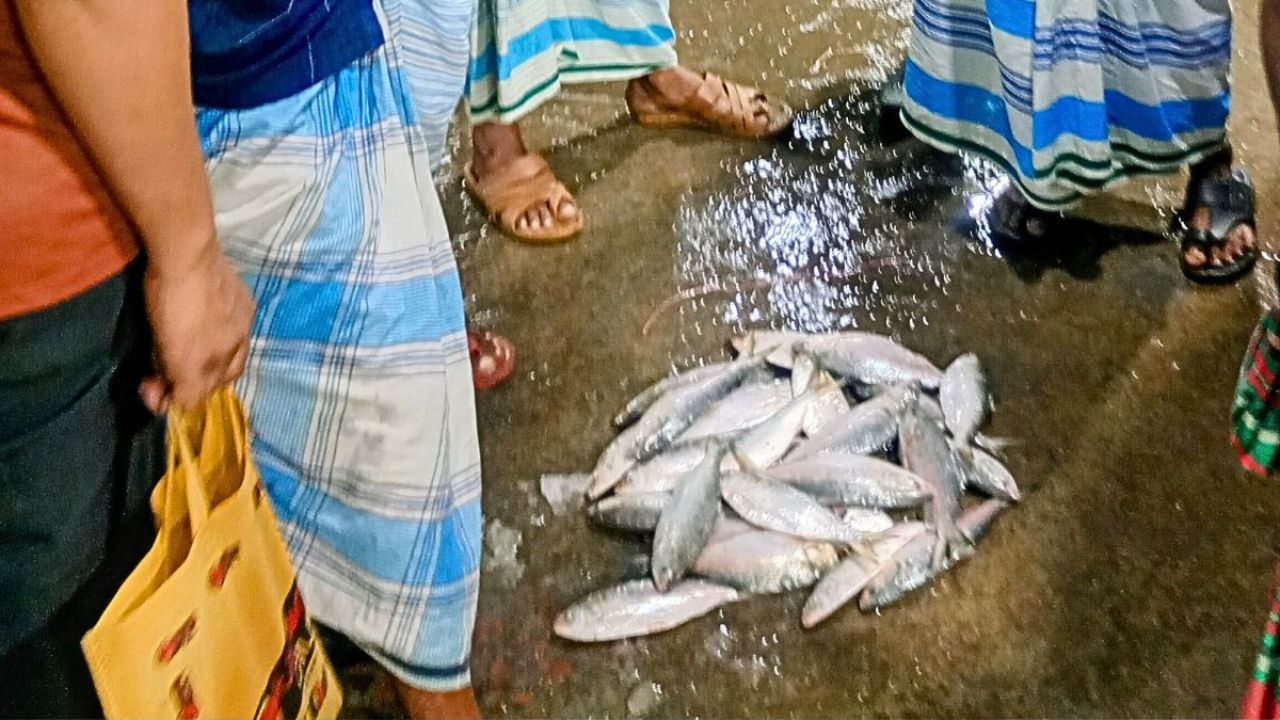 ভরা মৌসুমেও ইলিশের বাড়ি চাঁদপুরে নেই ইলিশ