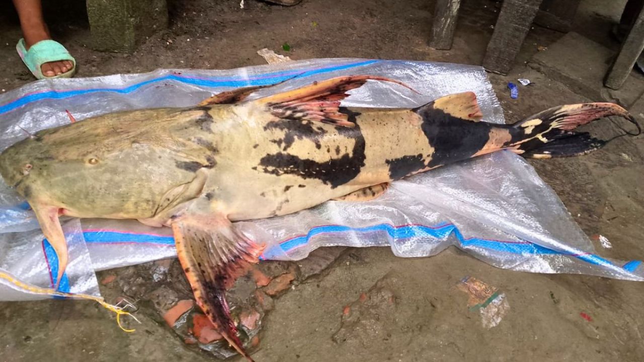 ১১ কেজির বাঘাইর দেখতে ভিড়