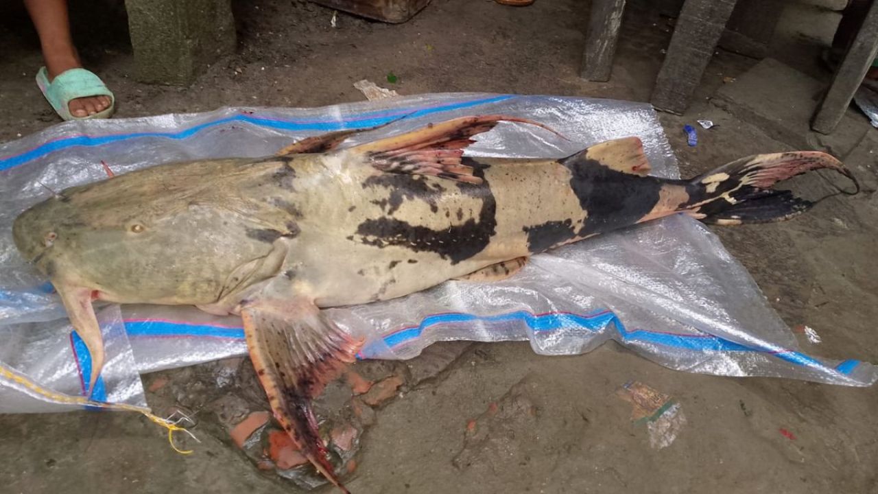 বেলুয়া নদীতে ১১ কেজির বাঘাইড়, উৎসুক মানুষের ভিড়