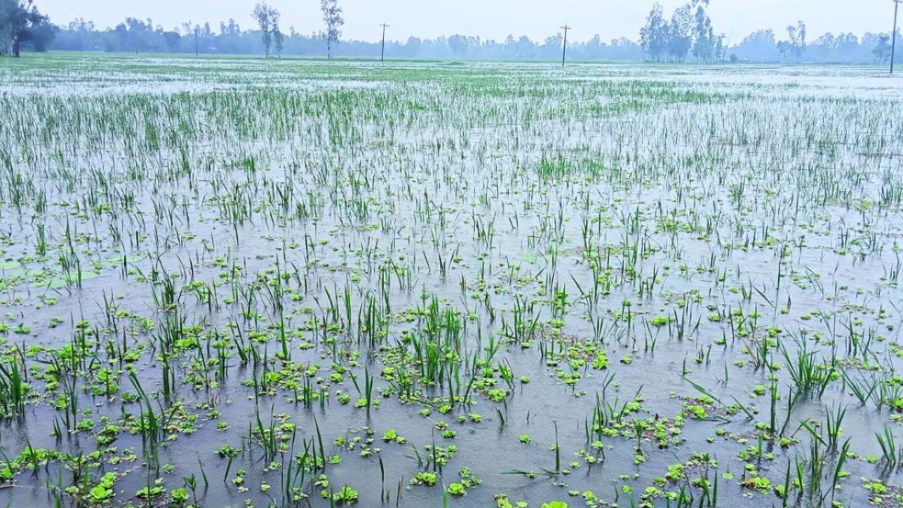 সুন্দরগঞ্জে জলাবদ্ধতায় ৫০০ হেক্টর জমির আমন চাষ অনিশ্চিত